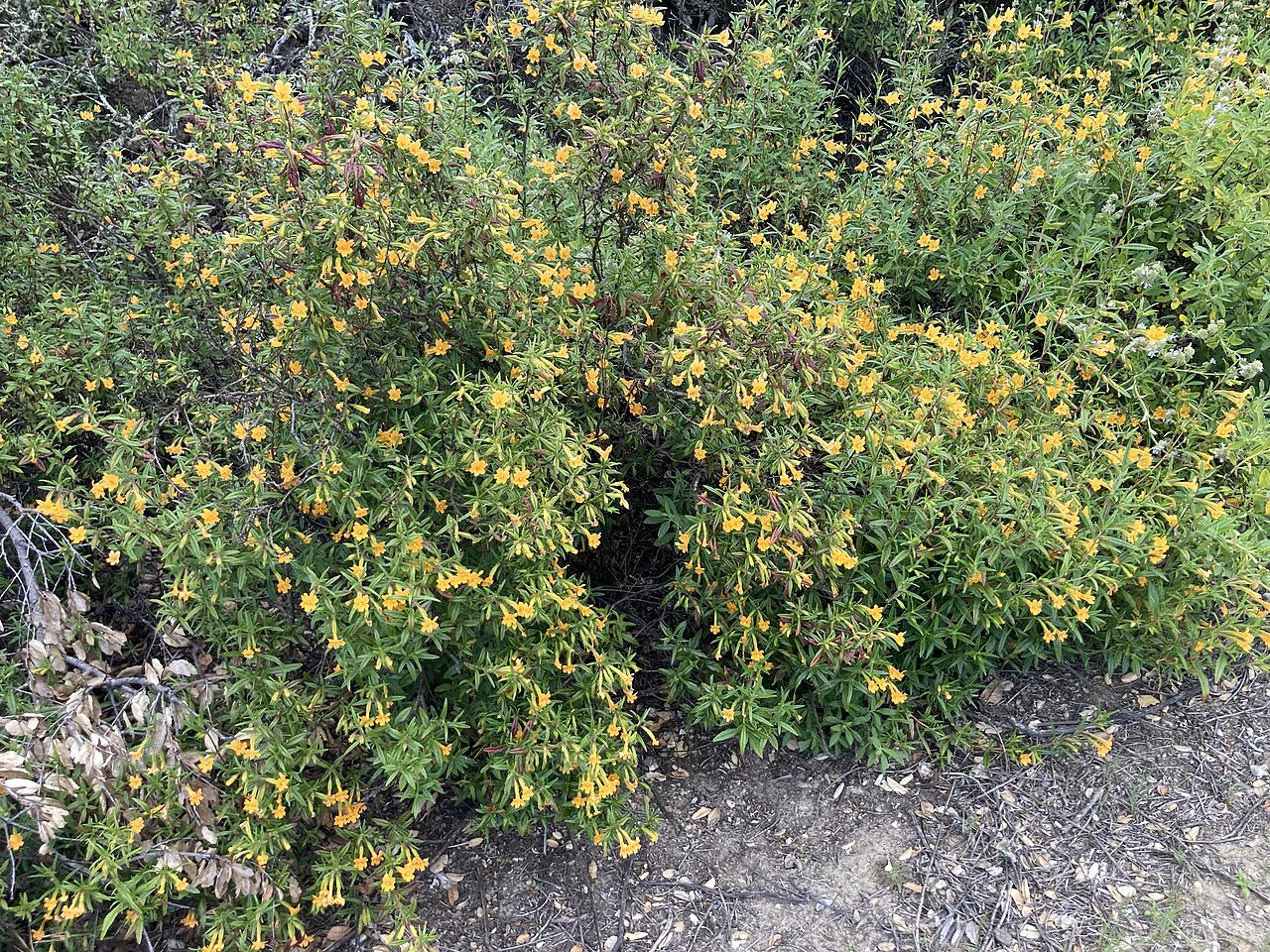 Sticky Monkeyflower (Diplacus aurantiacus) - PlantNative.org Mounded shrub of Sticky Monkeyflower (Diplacus aurantiacus) covered in orange-yellow tubular flowers growing on a dry chaparral slope