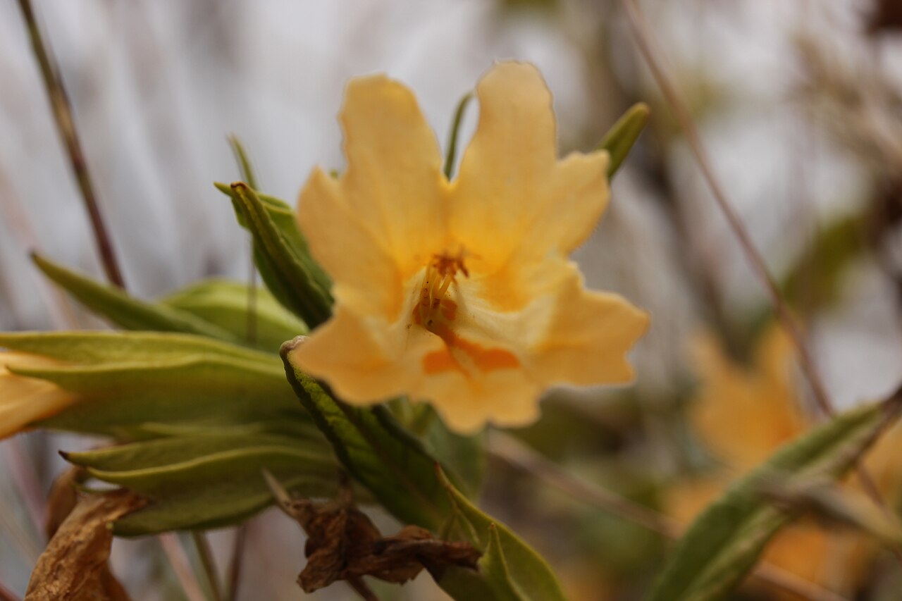 Sticky Monkeyflower (Diplacus aurantiacus) - PlantNative.org Close-up of a single orange-yellow Sticky Monkeyflower bloom showing the flared, ruffled five-lobed corolla and deeper orange throat markings