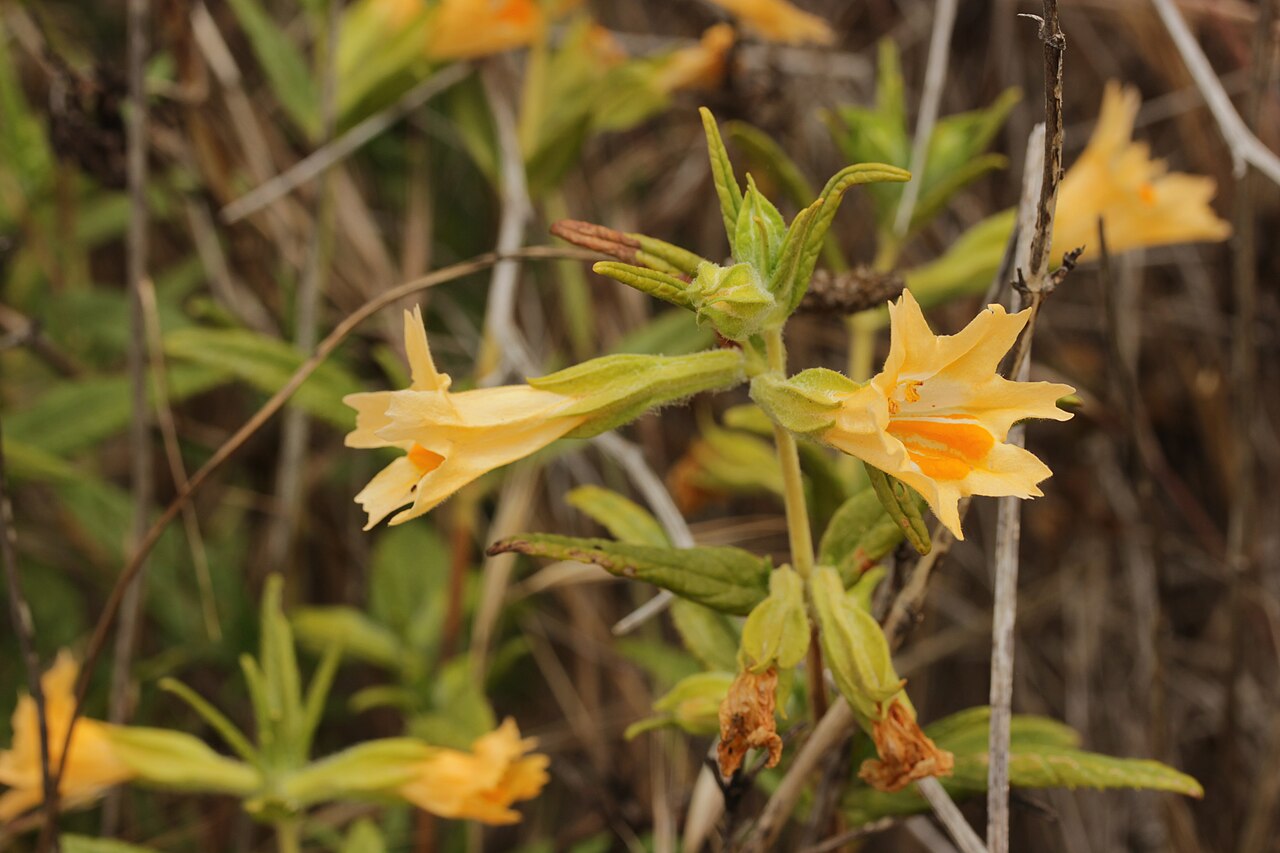 Sticky Monkeyflower (Diplacus aurantiacus) - PlantNative.org Several orange Sticky Monkeyflower blooms clustered on a stem among dry grasses in late-season chaparral habitat