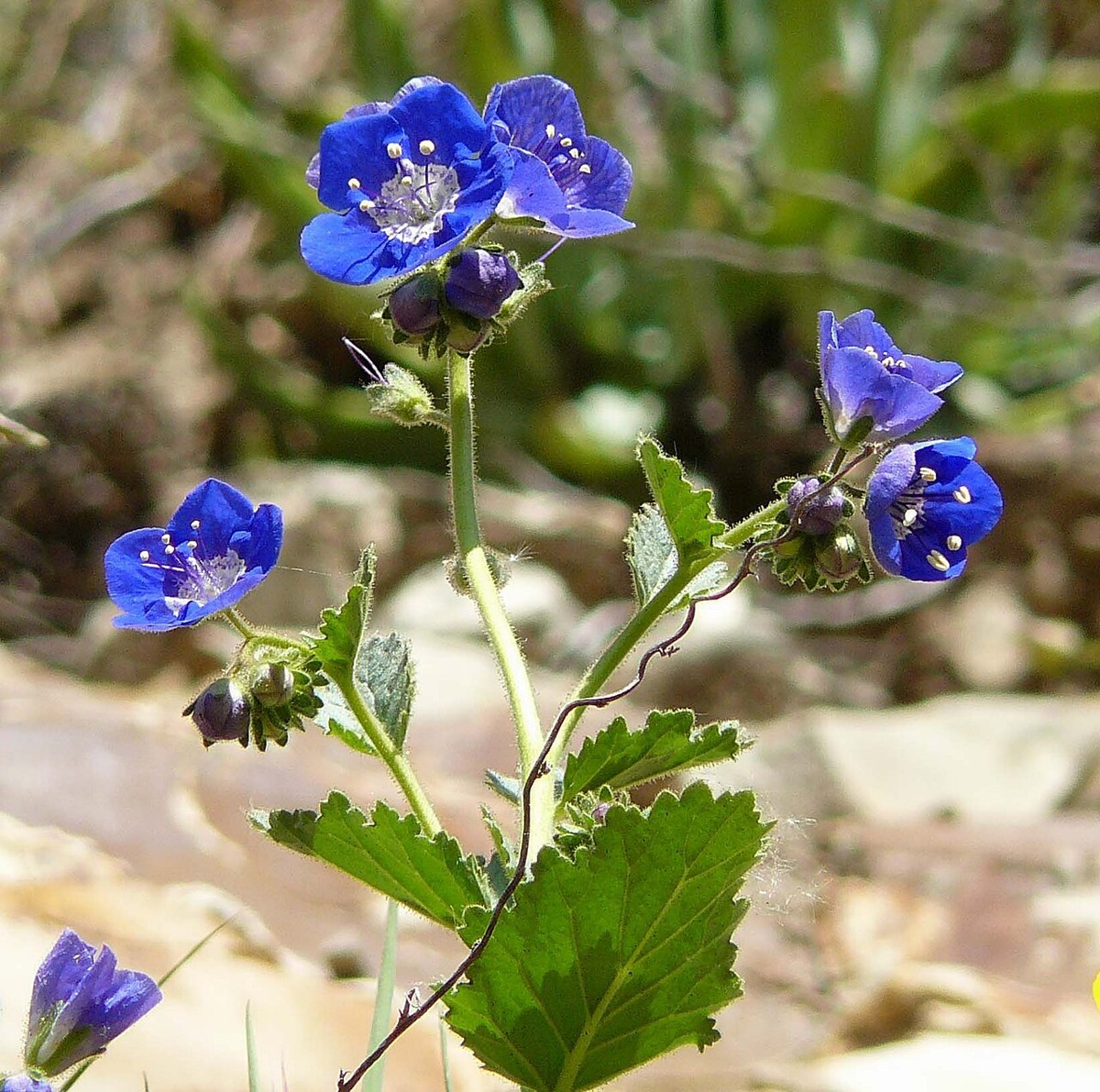 Close-up of sticky phacelia (Phacelia viscida) flowers showing deep blue petals, white throats, and long protruding stamens