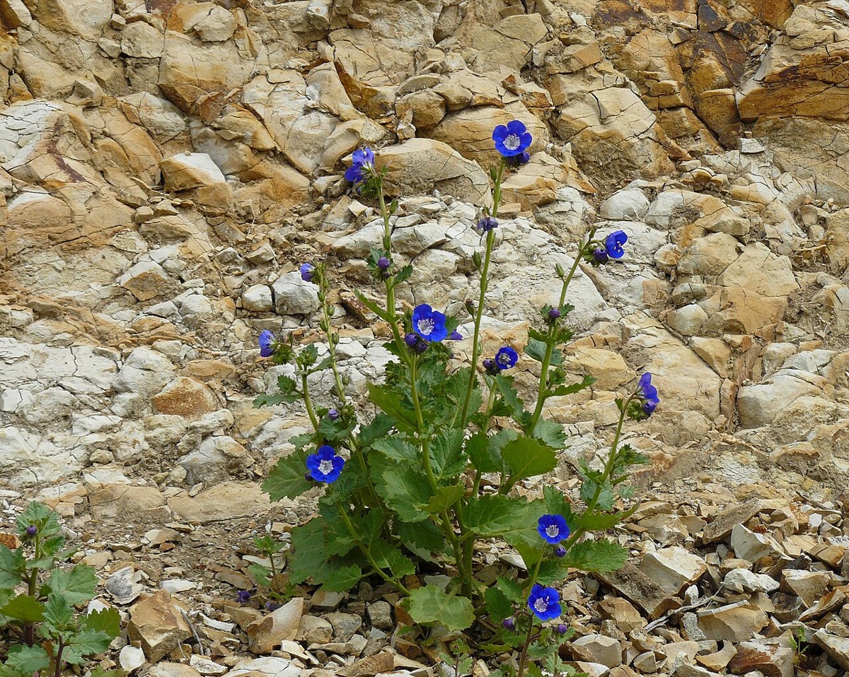 Sticky phacelia (Phacelia viscida) plant with deep blue-purple cup-shaped flowers growing from a rocky slope in coastal California