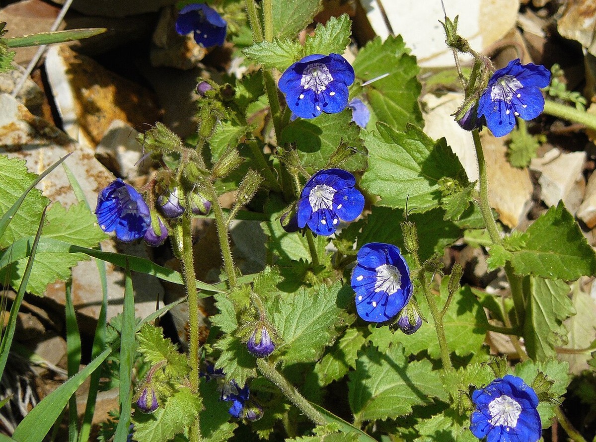 Sticky phacelia (Phacelia viscida) growing in its natural habitat on a rocky slope along the Islay Creek Trail, Montaña de Oro State Park, California