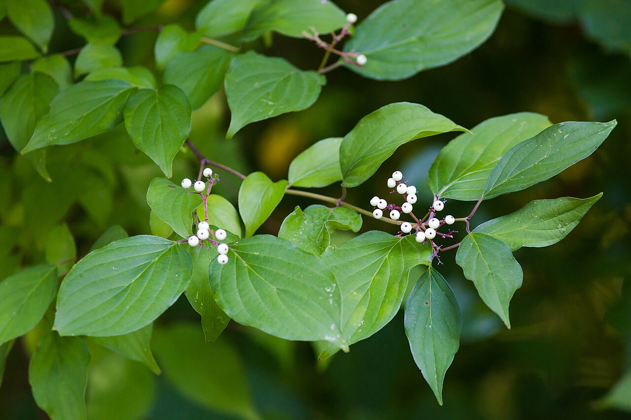 Close-up of pale blue-white stiff dogwood (Cornus foemina) berries on red stems among green leaves