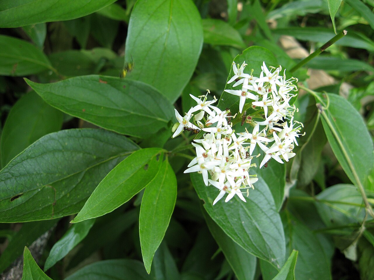 Flat-topped cluster of creamy white stiff dogwood (Cornus foemina) flowers surrounded by opposite dark green leaves