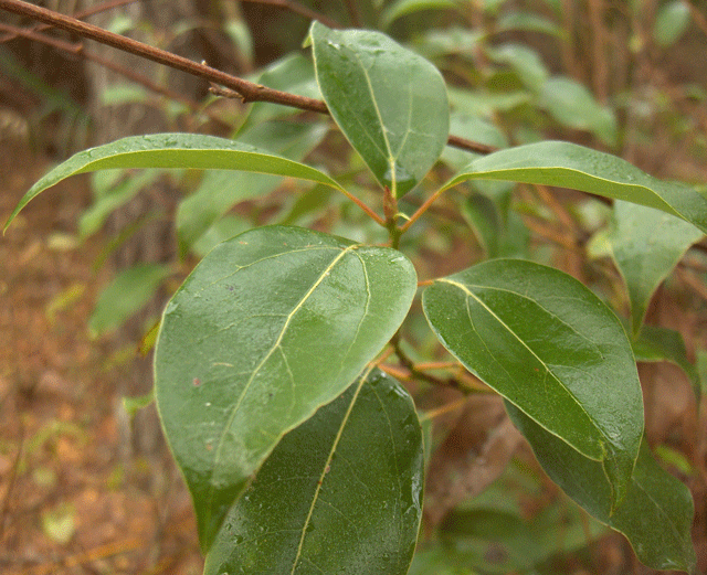 Opposite dark green leaves and reddish twig of stiff dogwood (Cornus foemina)