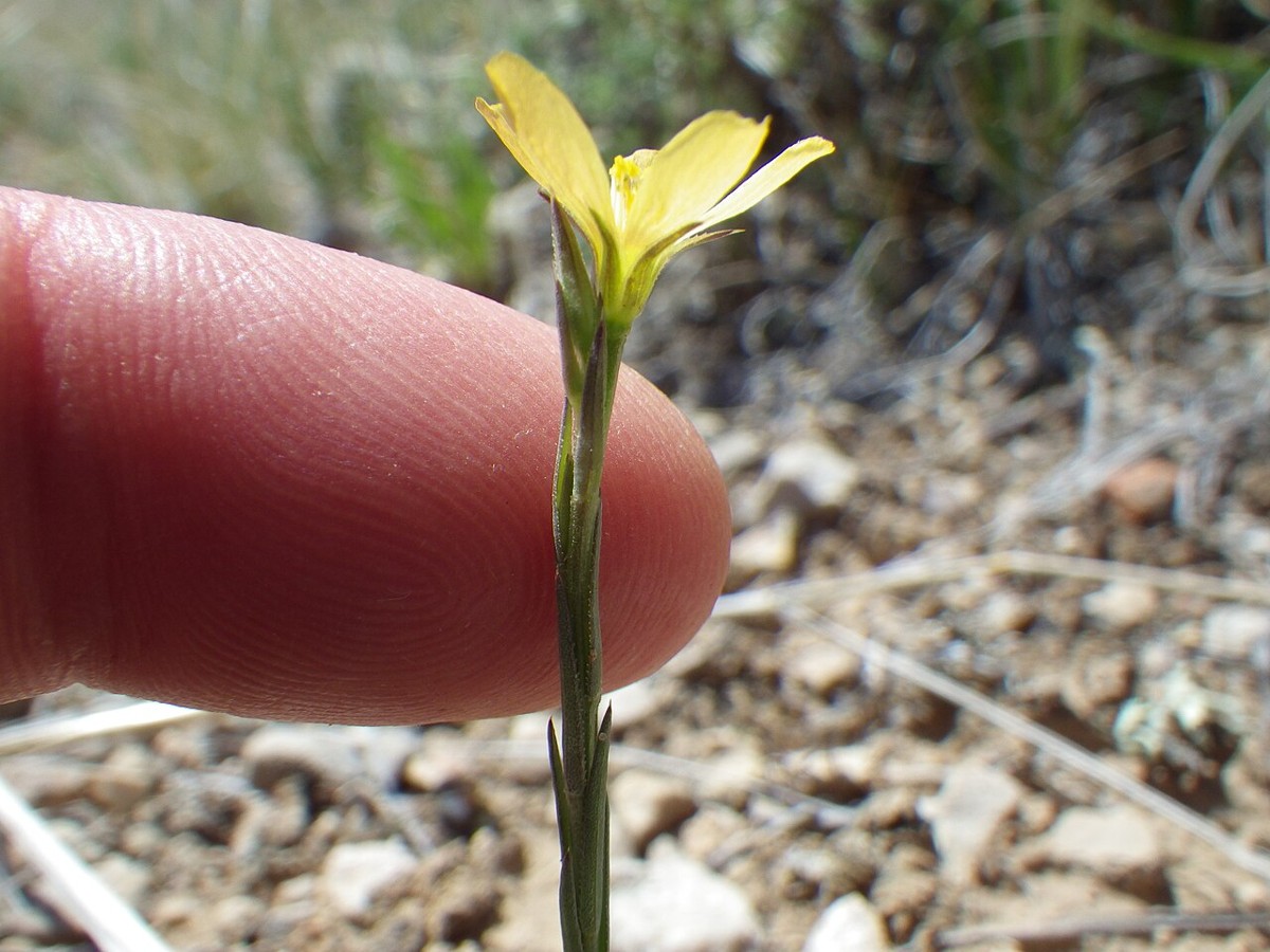 Stiffstem Flax (Linum rigidum) small flower on a thin wiry stem shown next to a finger for scale