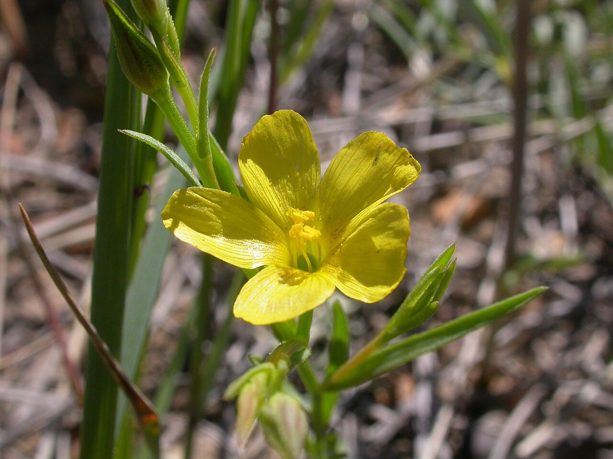 Stiffstem Flax (Linum rigidum) flower with five yellow petals growing among dry prairie grasses