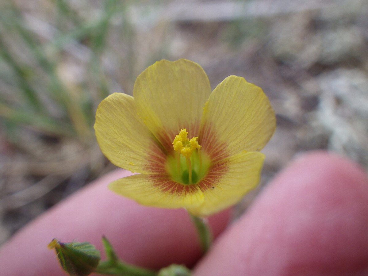 Close-up of Stiffstem Flax (Linum rigidum) flower showing the reddish-orange eye at the center of the yellow petals