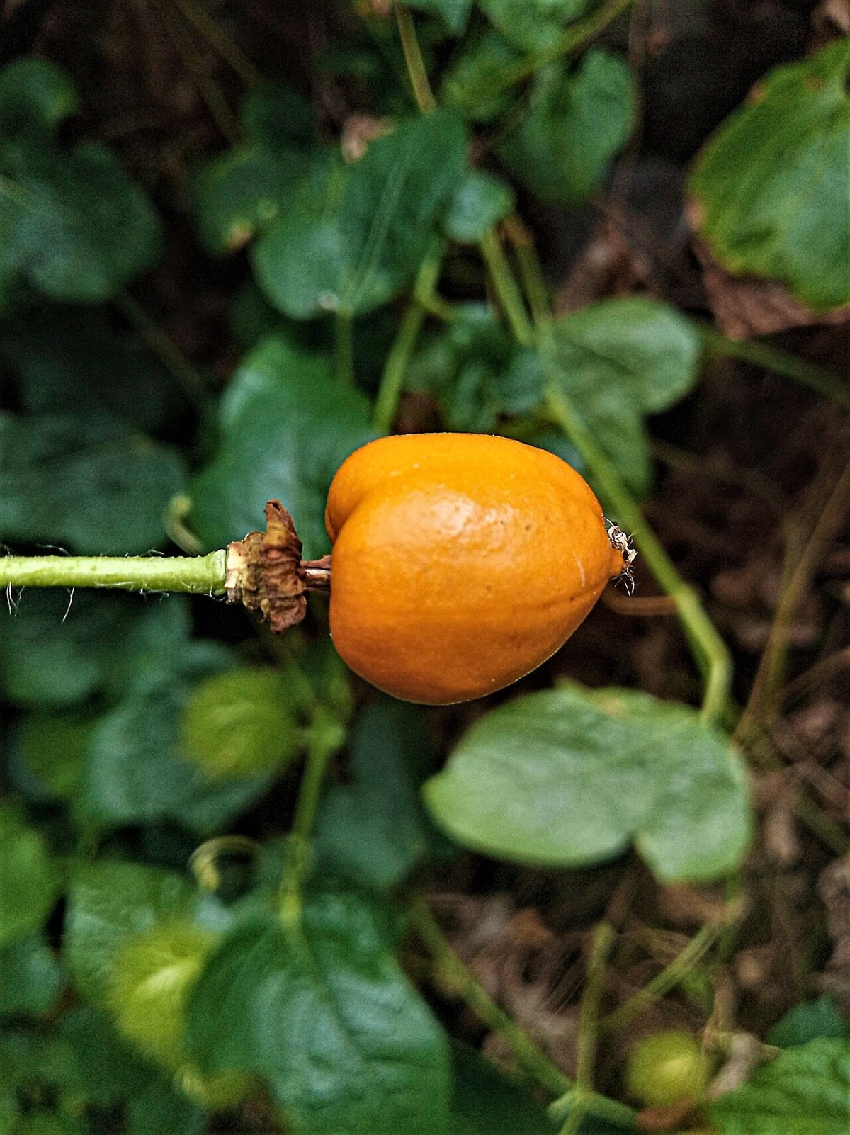 Ripe orange fruit of Stinking Passionflower (Passiflora foetida) hanging among green leaves