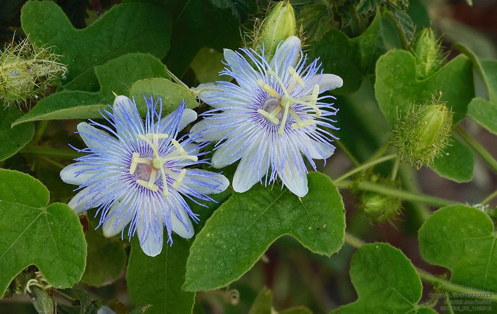 Stinking Passionflower (Passiflora foetida) with two lacy white and purple-blue fringed flowers and bristly green bracts, photographed in Hidalgo County, Texas