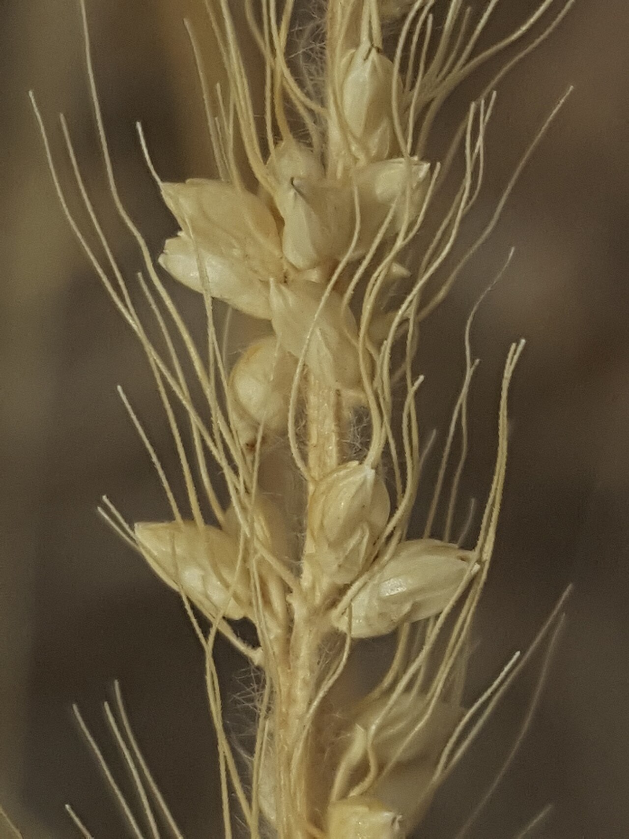 Streambed Bristlegrass (Setaria leucopila) - PlantNative.org Close-up macro of streambed bristlegrass (Setaria leucopila) seeds showing their pale oval form with fine bristled awns
