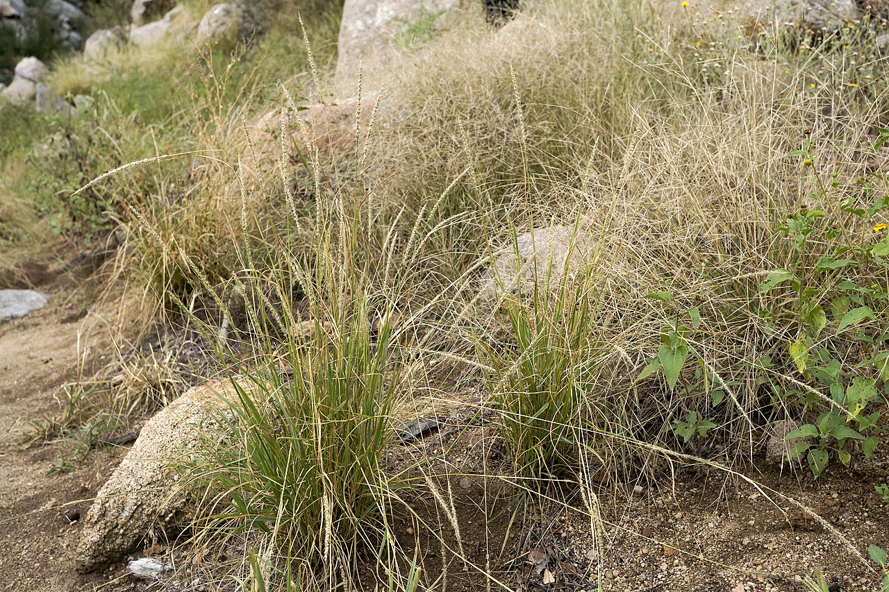 Streambed Bristlegrass (Setaria leucopila) - PlantNative.org Streambed bristlegrass (Setaria leucopila) bristly seed spikes backlit against a blurred desert background