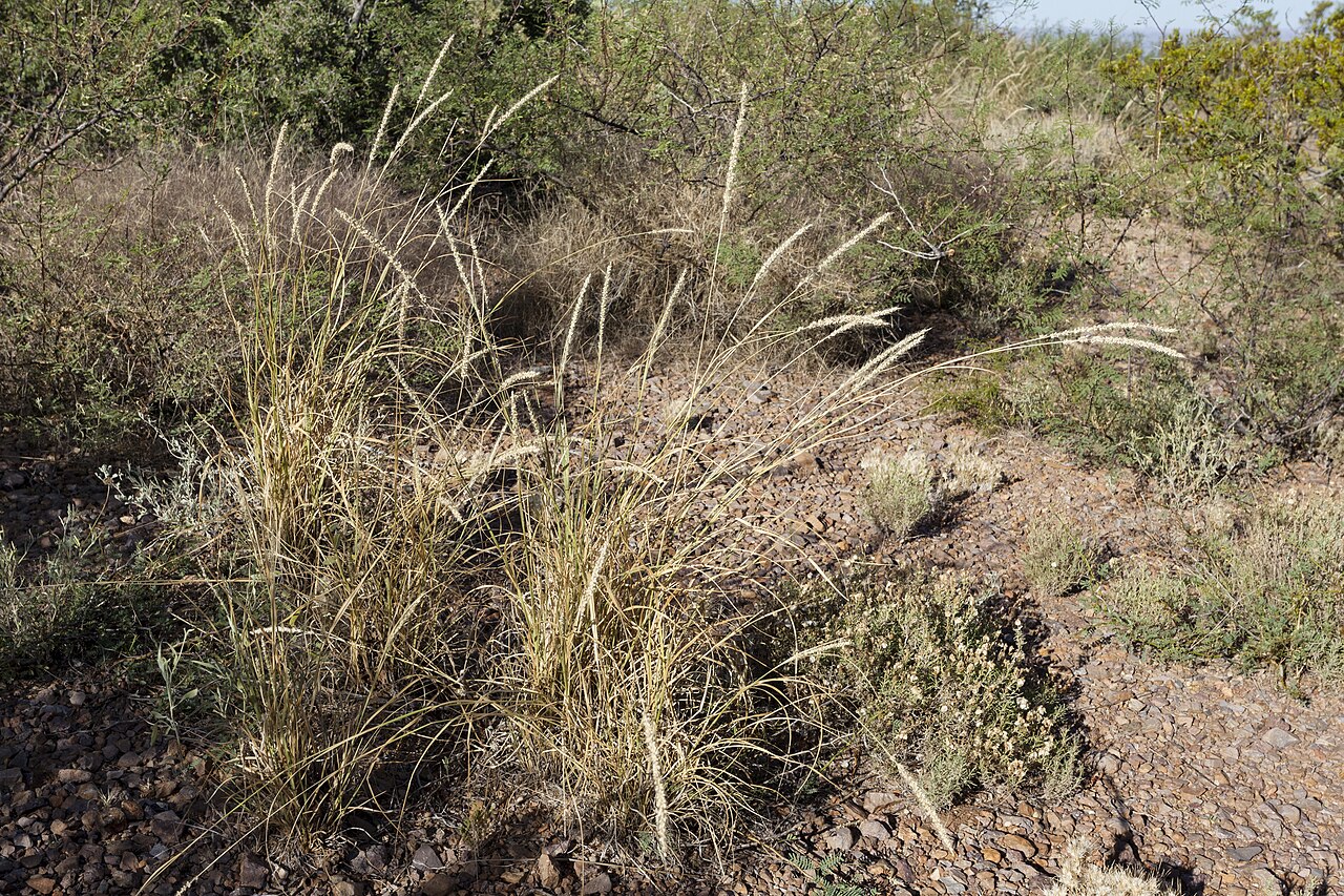 Streambed Bristlegrass (Setaria leucopila) - PlantNative.org Streambed bristlegrass (Setaria leucopila) growing in bunched clumps with bristly seed spikes along a dry rocky trail