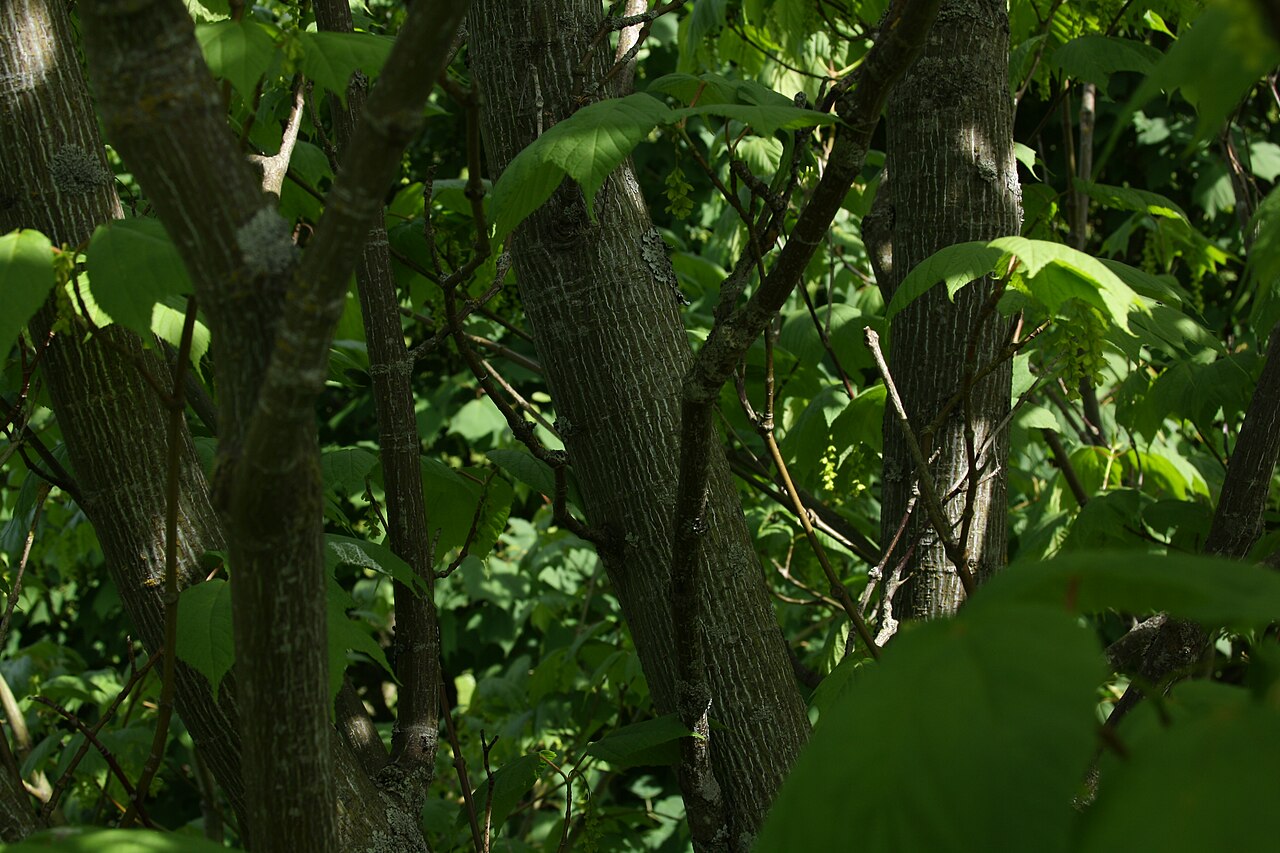 Close-up of striped maple (Acer pensylvanicum) trunks showing smooth bark with pale vertical striping