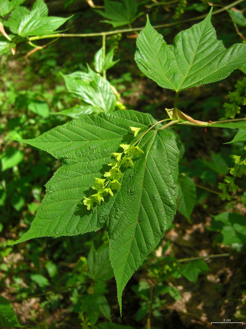Striped maple (Acer pensylvanicum) branch with large three-lobed leaves and hanging chains of yellowish-green flowers and samaras in a shaded forest