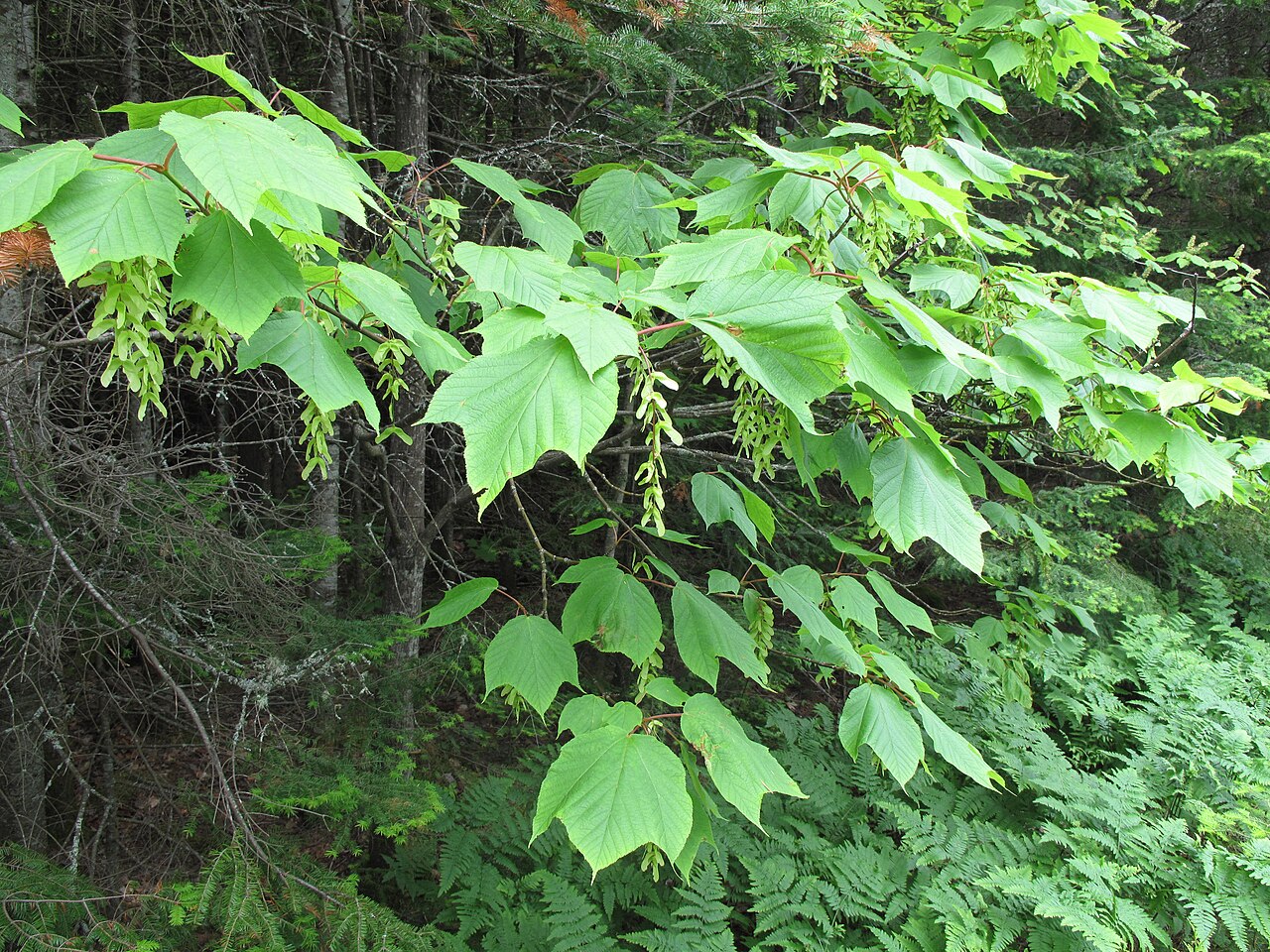 Striped maple (Acer pensylvanicum) branch with ripening winged samaras hanging in clusters among the leaves