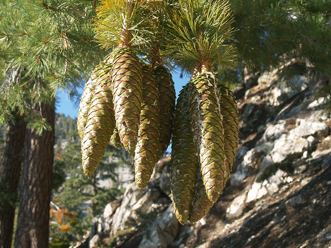 Sugar Pine (Pinus lambertiana) cluster of long pendant cones hanging from a branch tip, San Gabriel Mountains, California