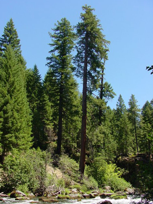 Old-growth Sugar Pine (Pinus lambertiana) trees rising above a river in the Rogue River-Siskiyou National Forest near Prospect, Oregon