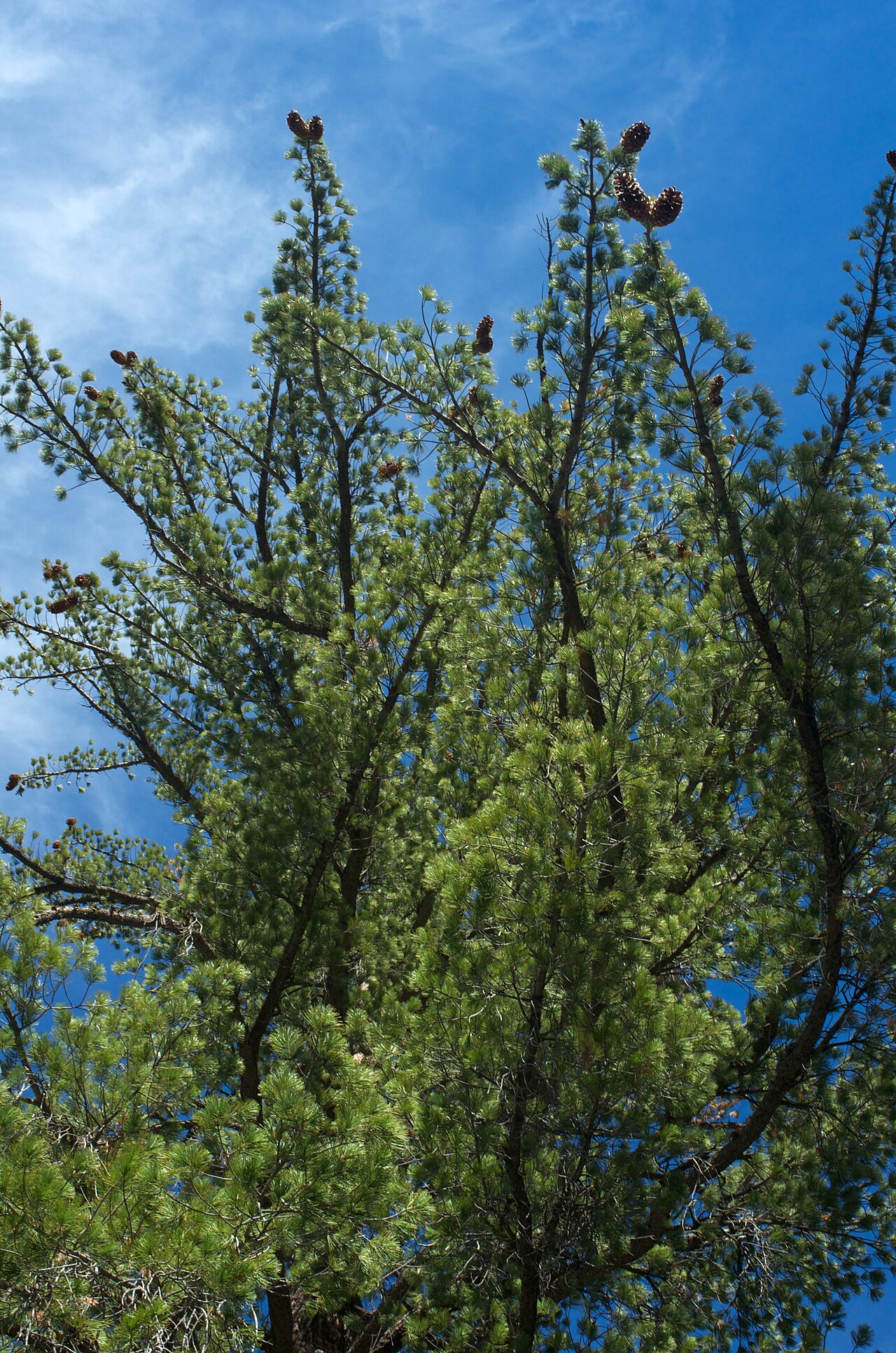 Sugar Pine (Pinus lambertiana) mature trees towering above the surrounding forest canopy in Kings Canyon National Park, California