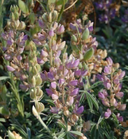 Summer lupine (Lupinus formosus) flower spikes with lavender-purple pea-like flowers and palmate leaves