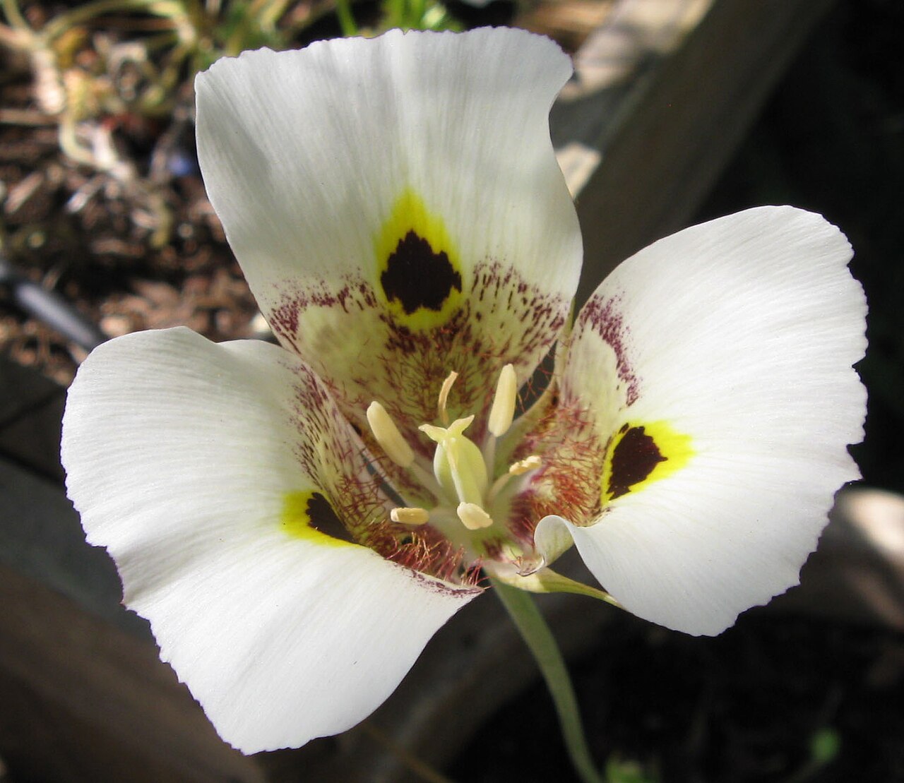 Superb Mariposa Lily (Calochortus superbus) - PlantNative.org Close-up of a superb mariposa lily flower showing the dark maroon gland ringed in yellow at the base of each white petal, with cream-colored anthers