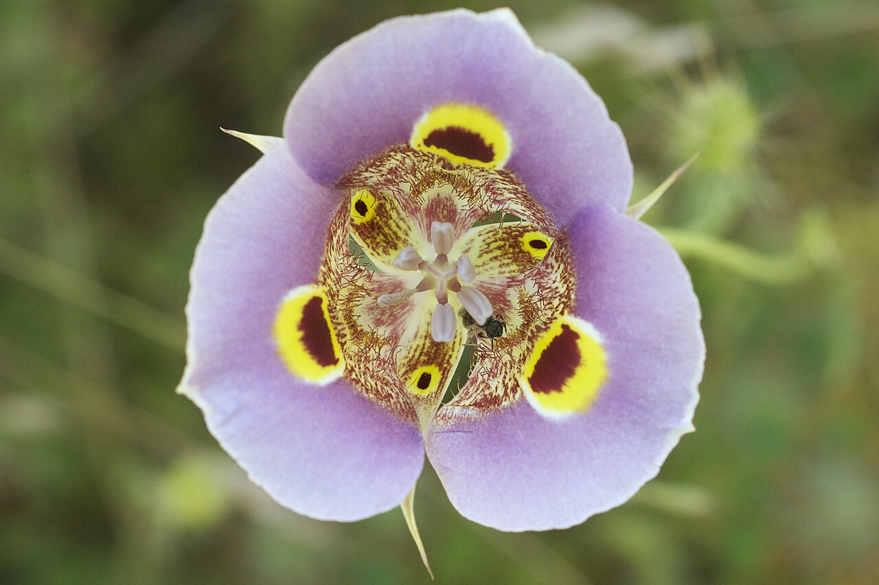 Superb Mariposa Lily (Calochortus superbus) - PlantNative.org Superb mariposa lily (Calochortus superbus) flower with three wide cream to lavender petals, each marked with a dark maroon eyespot rimmed in yellow, photographed near Placerville, California
