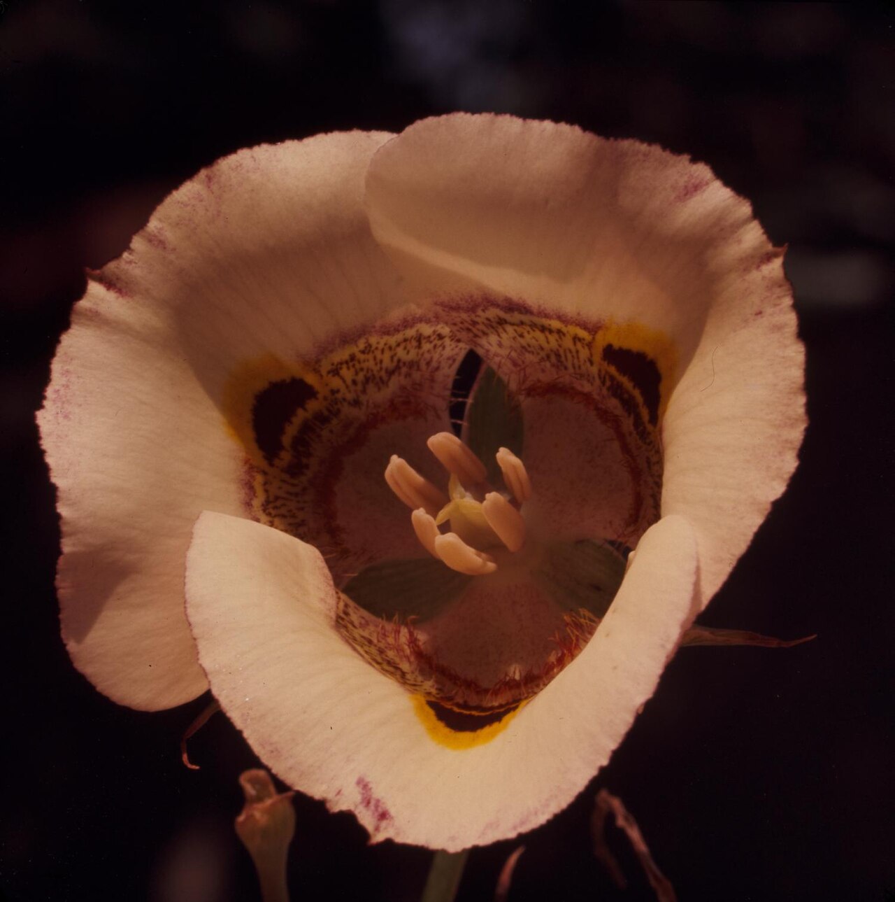 Superb Mariposa Lily (Calochortus superbus) - PlantNative.org Superb mariposa lily flower from the Mount Baldy area of the San Gabriel Mountains, California, showing the cup-shaped bloom from a slightly different angle