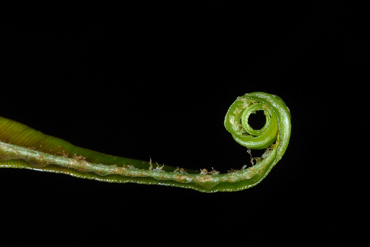 Swamp Fern (Blechnum serrulatum) - PlantNative.org Unfurling bronze-colored fiddlehead of swamp fern (Blechnum serrulatum)