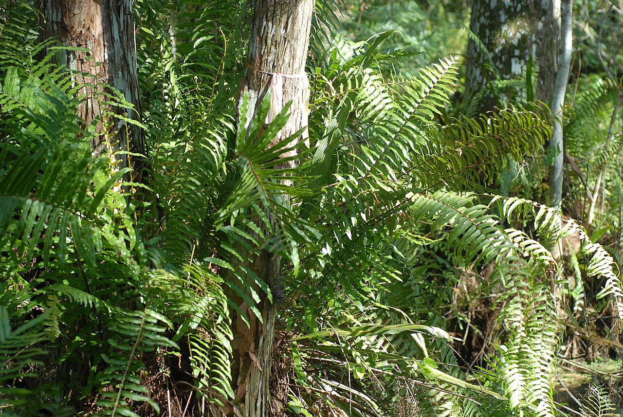 Swamp Fern (Blechnum serrulatum) - PlantNative.org Dense clump of swamp fern (Blechnum serrulatum) with upright pinnate fronds growing in a Florida wetland