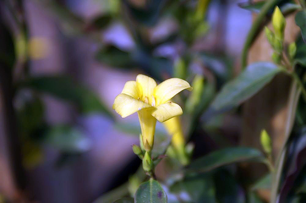 Swamp Jessamine (Gelsemium rankinii) - PlantNative.org Close-up of a swamp jessamine (Gelsemium rankinii) flower showing five flaring rounded yellow petal lobes