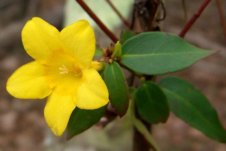 Swamp Jessamine (Gelsemium rankinii) - PlantNative.org Swamp jessamine (Gelsemium rankinii) yellow funnel-shaped flower and glossy opposite leaves on a reddish twining stem at Crosby Arboretum, Mississippi