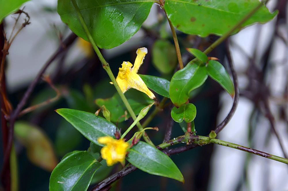 Swamp Jessamine (Gelsemium rankinii) - PlantNative.org Swamp jessamine (Gelsemium rankinii) twining vine habit climbing through shrub branches with a single yellow flower