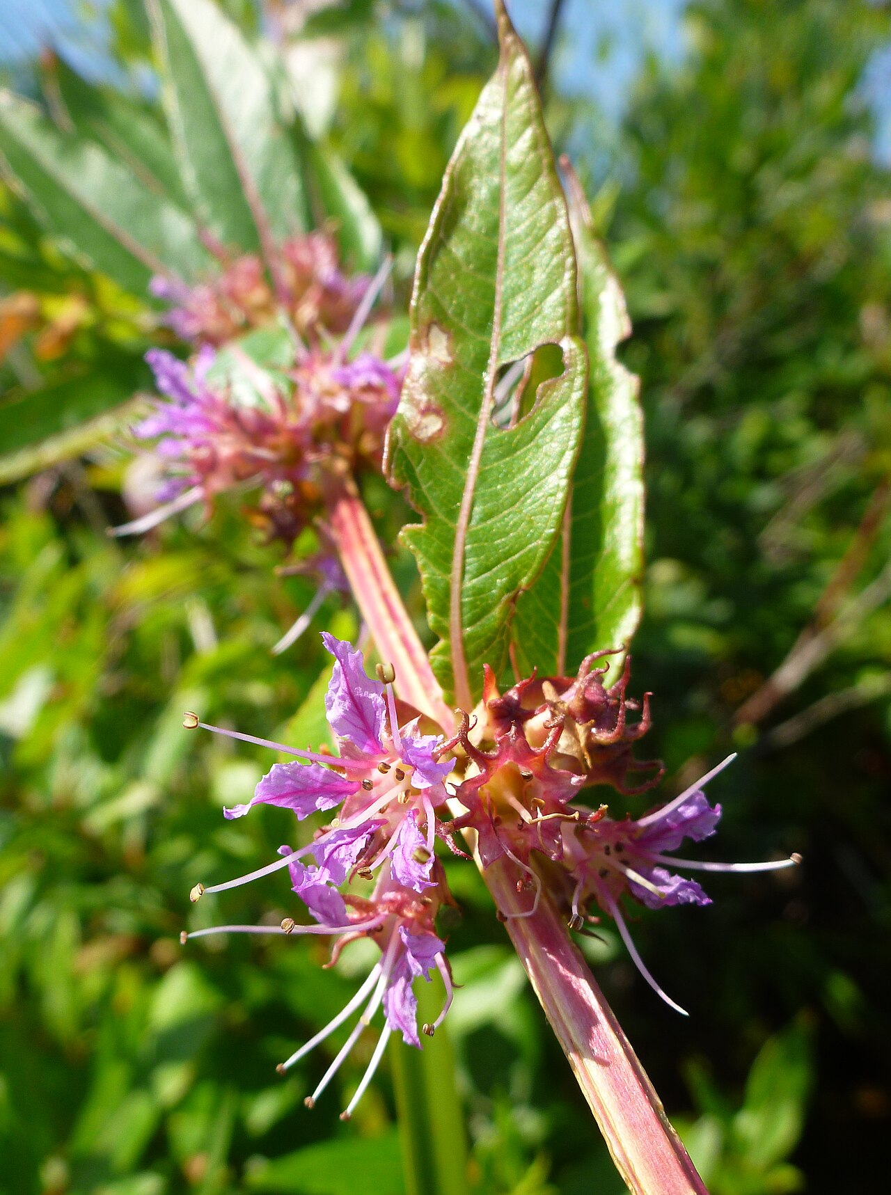 Close-up of swamp loosestrife (Decodon verticillatus) star-shaped rose-pink flowers with long, thread-like stamens