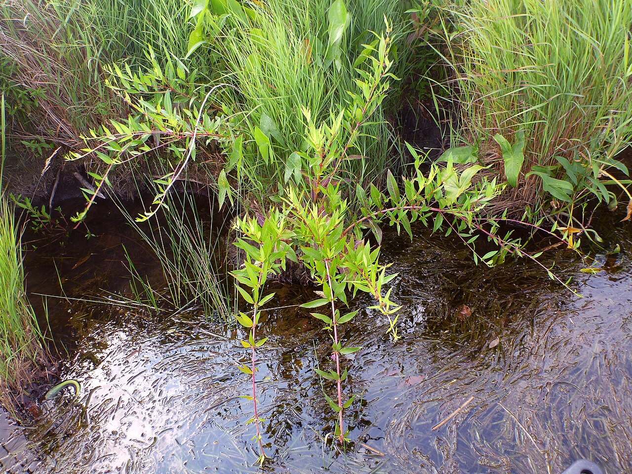Swamp loosestrife (Decodon verticillatus) arching stems rooting at the tips where they touch shallow water at a wetland edge
