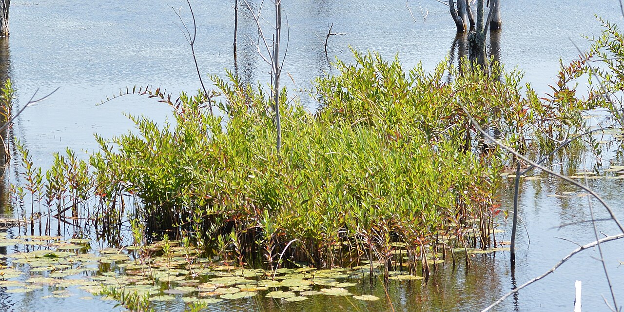A dense colony of swamp loosestrife (Decodon verticillatus) growing in shallow water with water lilies at MacGregor Point Provincial Park, Ontario