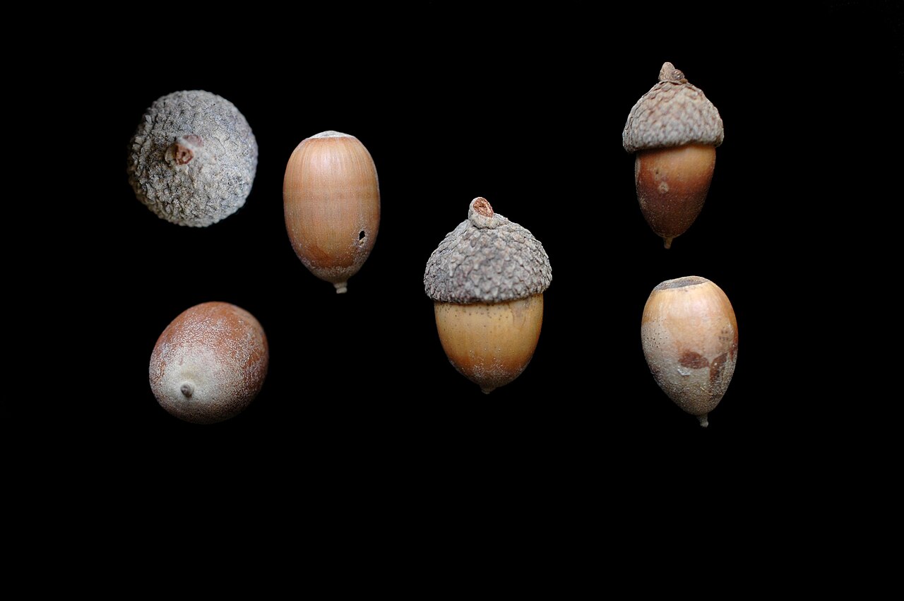 Swamp Post Oak (Quercus similis) - PlantNative.org Acorns of swamp post oak (Quercus similis) showing the bowl-shaped warty cap typical of the post oak group