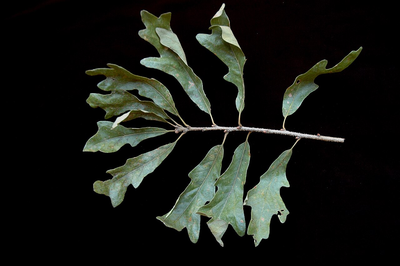 Swamp Post Oak (Quercus similis) - PlantNative.org Swamp post oak (Quercus similis) leaf spray showing the cross-shaped lobing typical of the post oak group