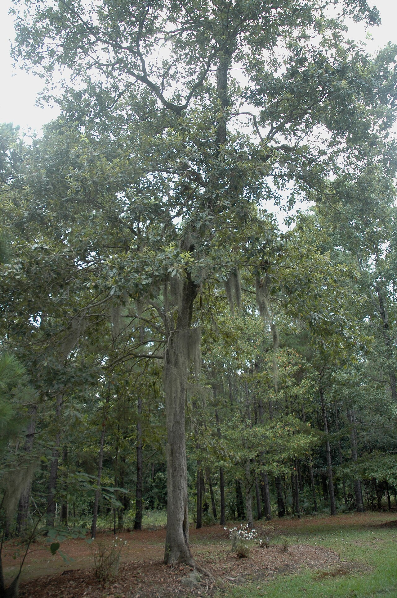 Swamp Post Oak (Quercus similis) - PlantNative.org Mature swamp post oak (Quercus similis) tree draped in Spanish moss in a southeastern bottomland forest