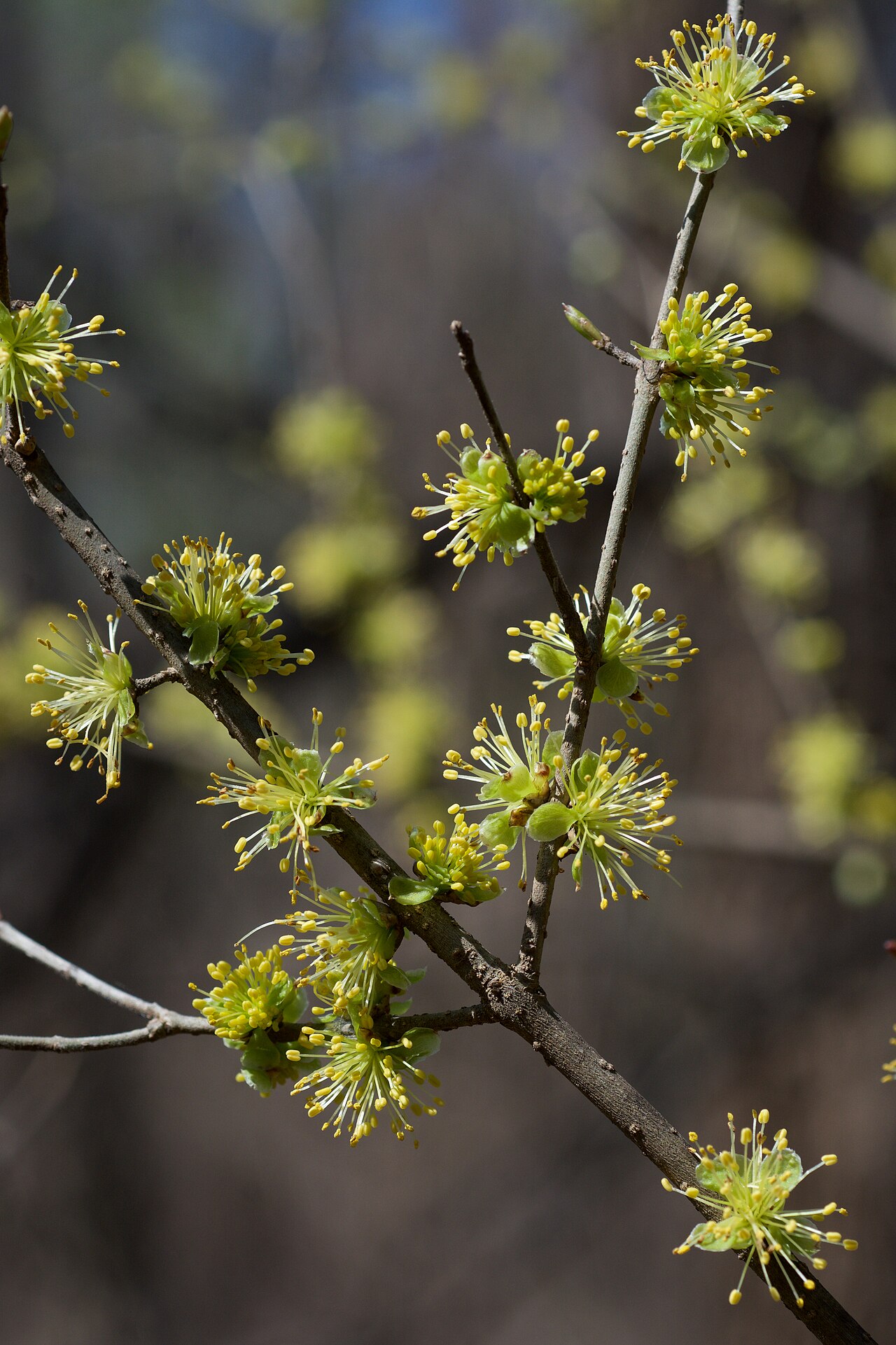 Swamp privet (Forestiera acuminata) branches covered in small yellow-green tufted flowers in early spring before the leaves emerge