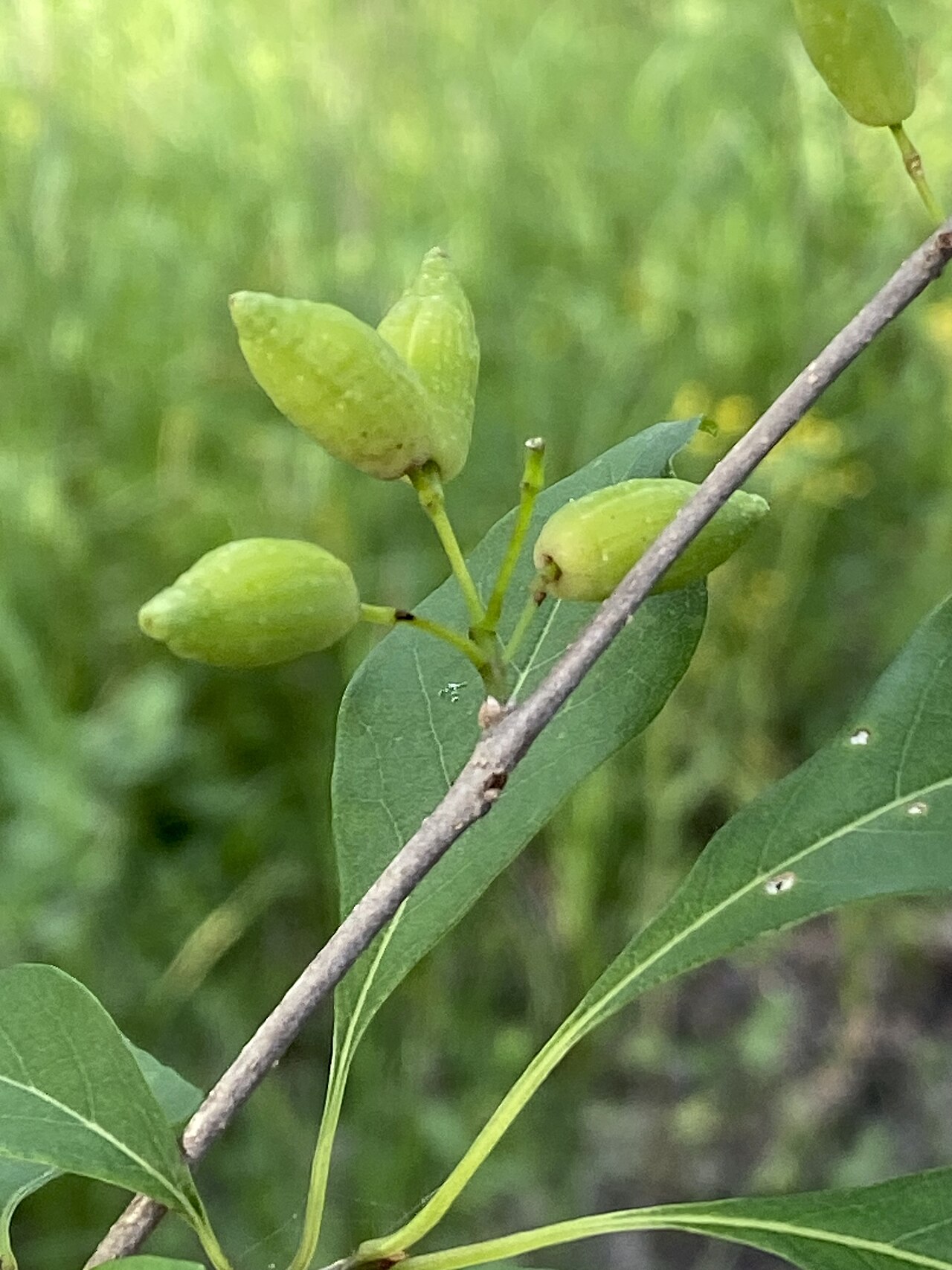 Elongated green ripening fruit of swamp privet (Forestiera acuminata) hanging among narrow leaves