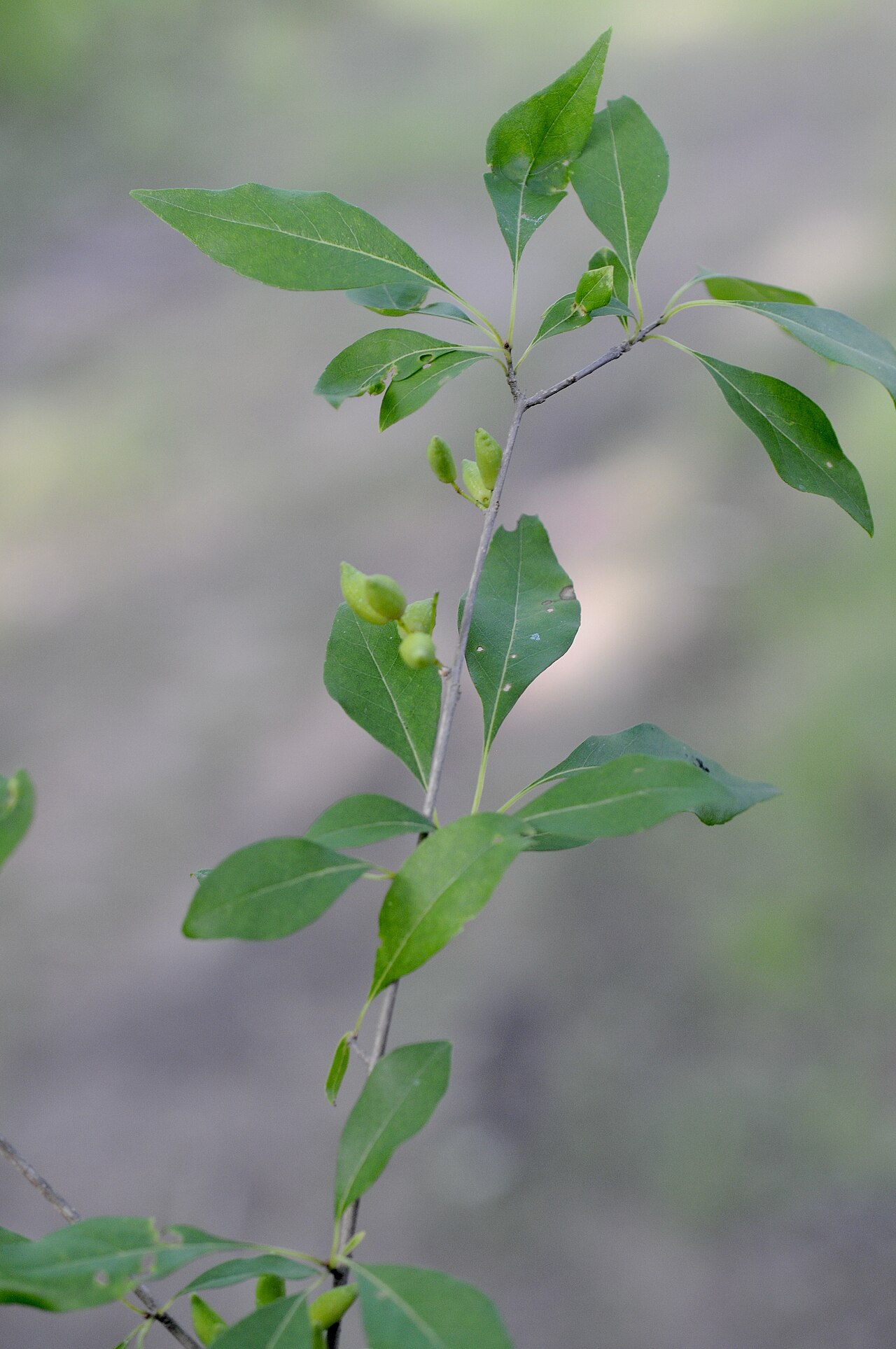 Narrow pointed opposite leaves of swamp privet (Forestiera acuminata) with developing green fruit along the stem