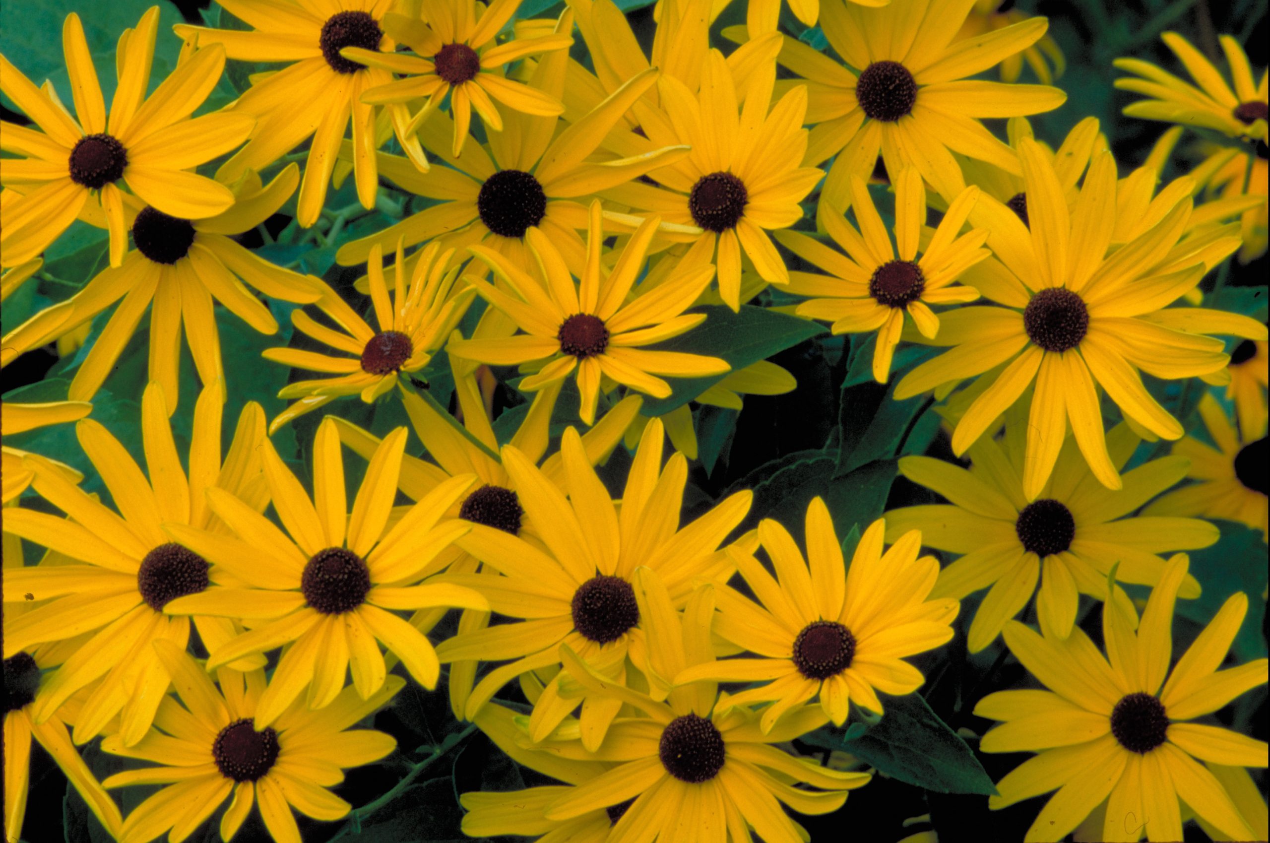Sweet Black-eyed Susan (Rudbeckia subtomentosa) - PlantNative.org Close view of Sweet Black-eyed Susan flowerheads showing yellow ray florets and dark brown-purple disc centers