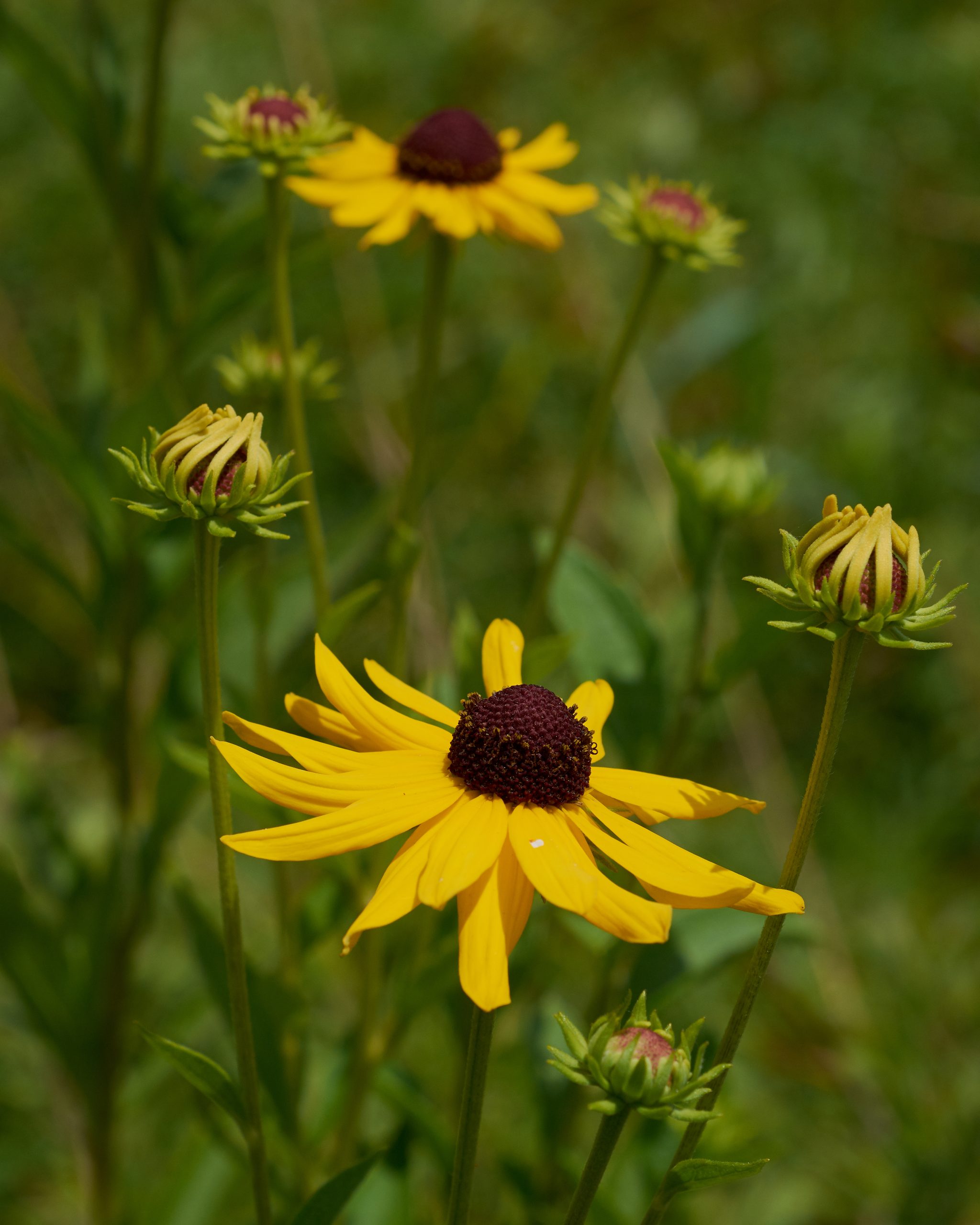 Sweet Black-eyed Susan (Rudbeckia subtomentosa) - PlantNative.org Sweet Black-eyed Susan (Rudbeckia subtomentosa) flowering stems with daisy-like yellow blooms and brown-purple centers in a prairie in Arkansas