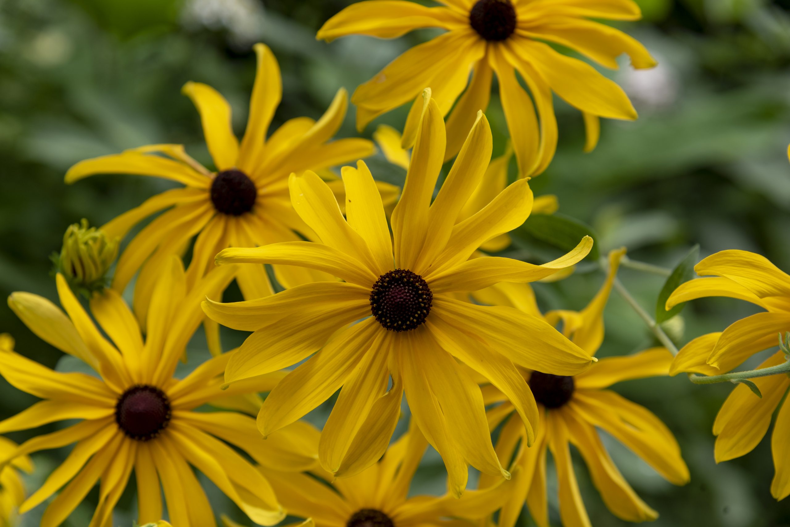 Sweet Black-eyed Susan (Rudbeckia subtomentosa) - PlantNative.org Flowering habit of Sweet Black-eyed Susan with branched stems and multiple yellow flowerheads