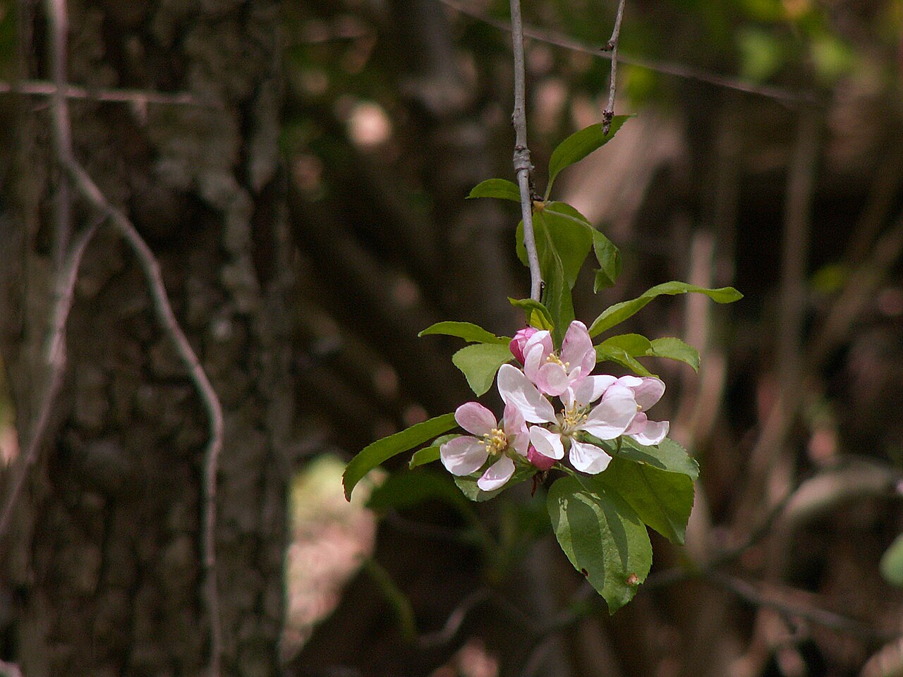 Sweet Crabapple (Malus coronaria) - PlantNative.org Close-up of pale pink sweet crabapple (Malus coronaria) blossoms opening from deeper pink buds