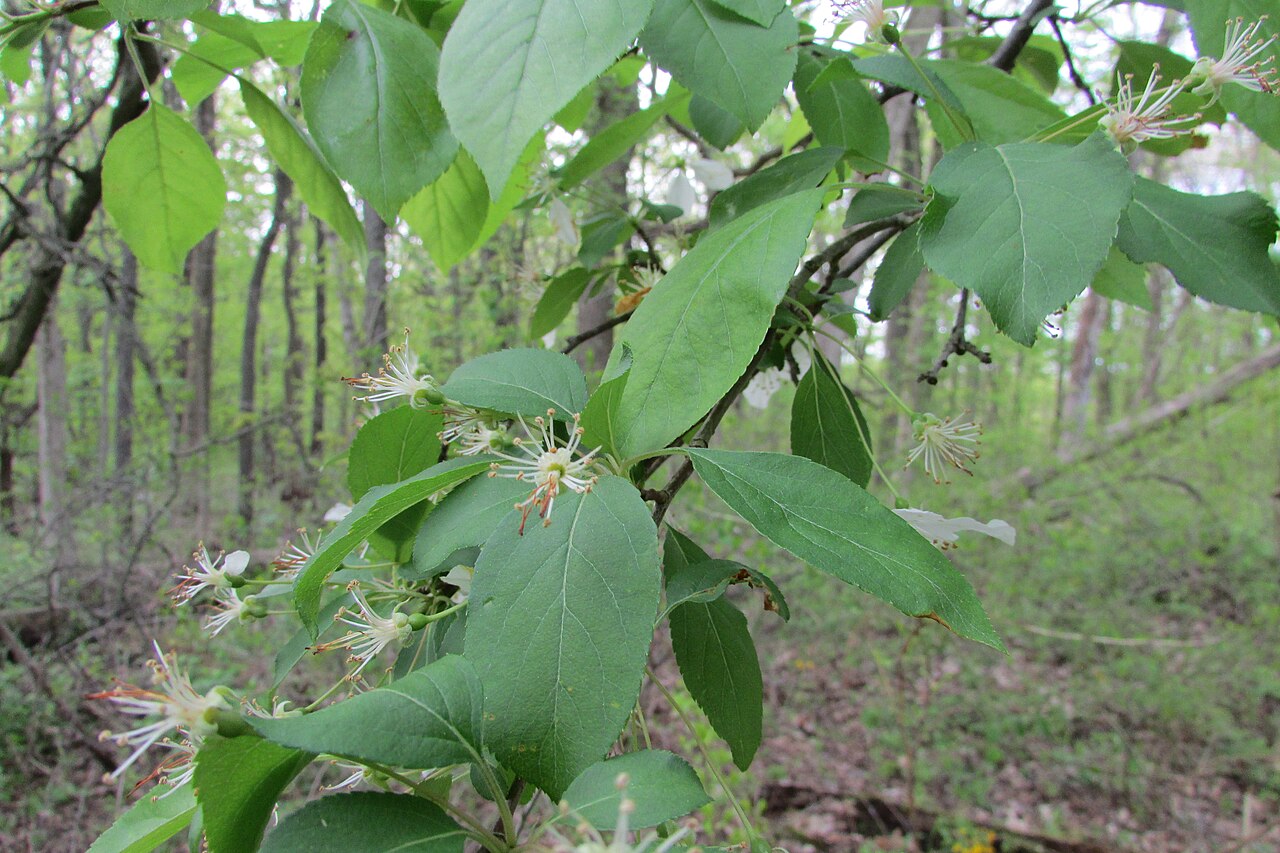 Sweet Crabapple (Malus coronaria) - PlantNative.org Sweet crabapple (Malus coronaria) branch with glossy toothed leaves and clusters of pale pink and white flowers in a forest edge