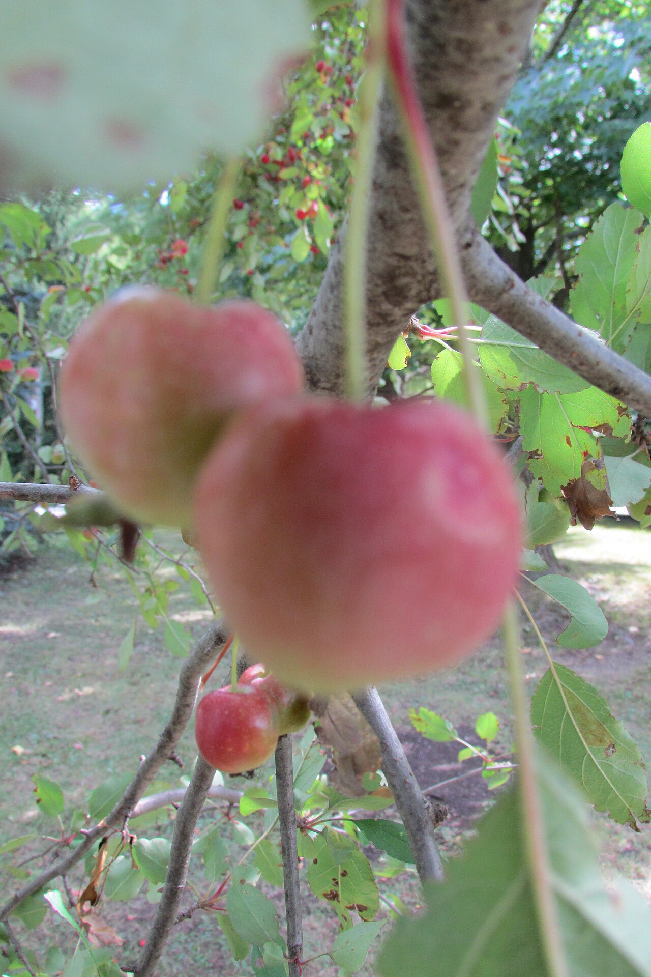 Sweet Crabapple (Malus coronaria) - PlantNative.org Small yellow-green and red-blushed sweet crabapple (Malus coronaria) fruit hanging on the branch
