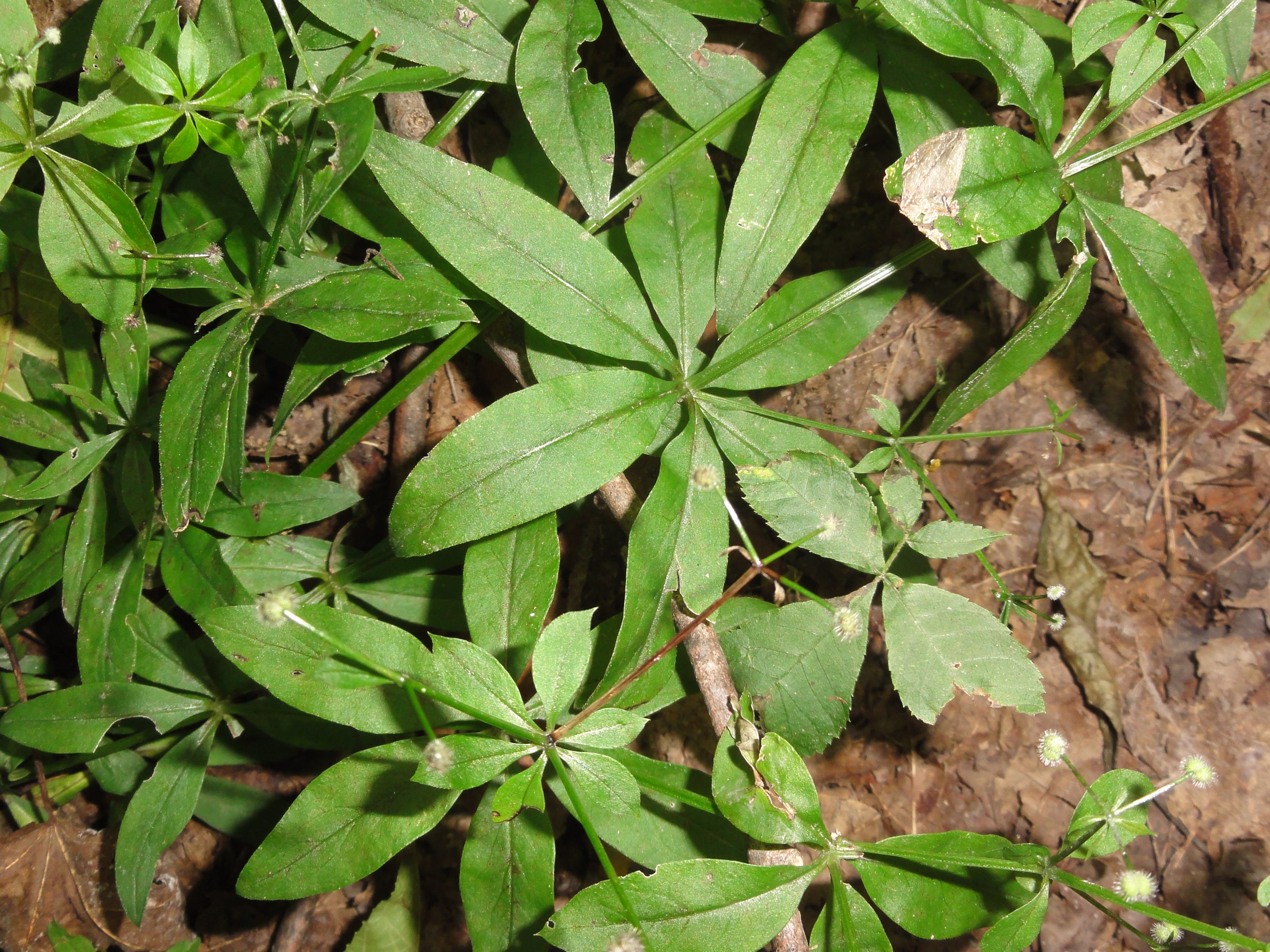 Close-up of sweet-scented bedstraw (Galium triflorum) showing whorled lance-shaped leaves radiating from a central stem