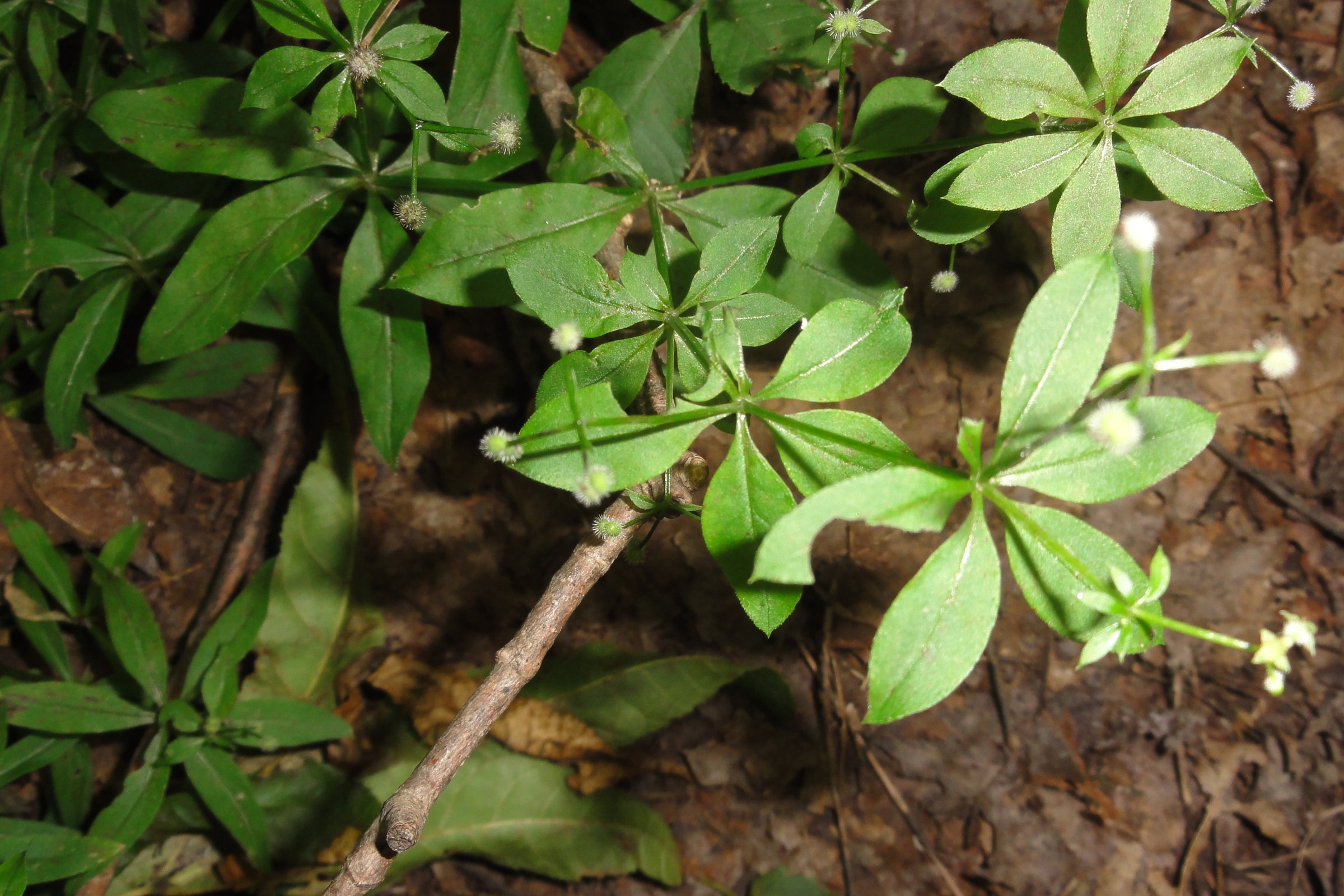 Sweet-scented bedstraw (Galium triflorum) with small whitish flower buds among whorled leaves on the forest floor