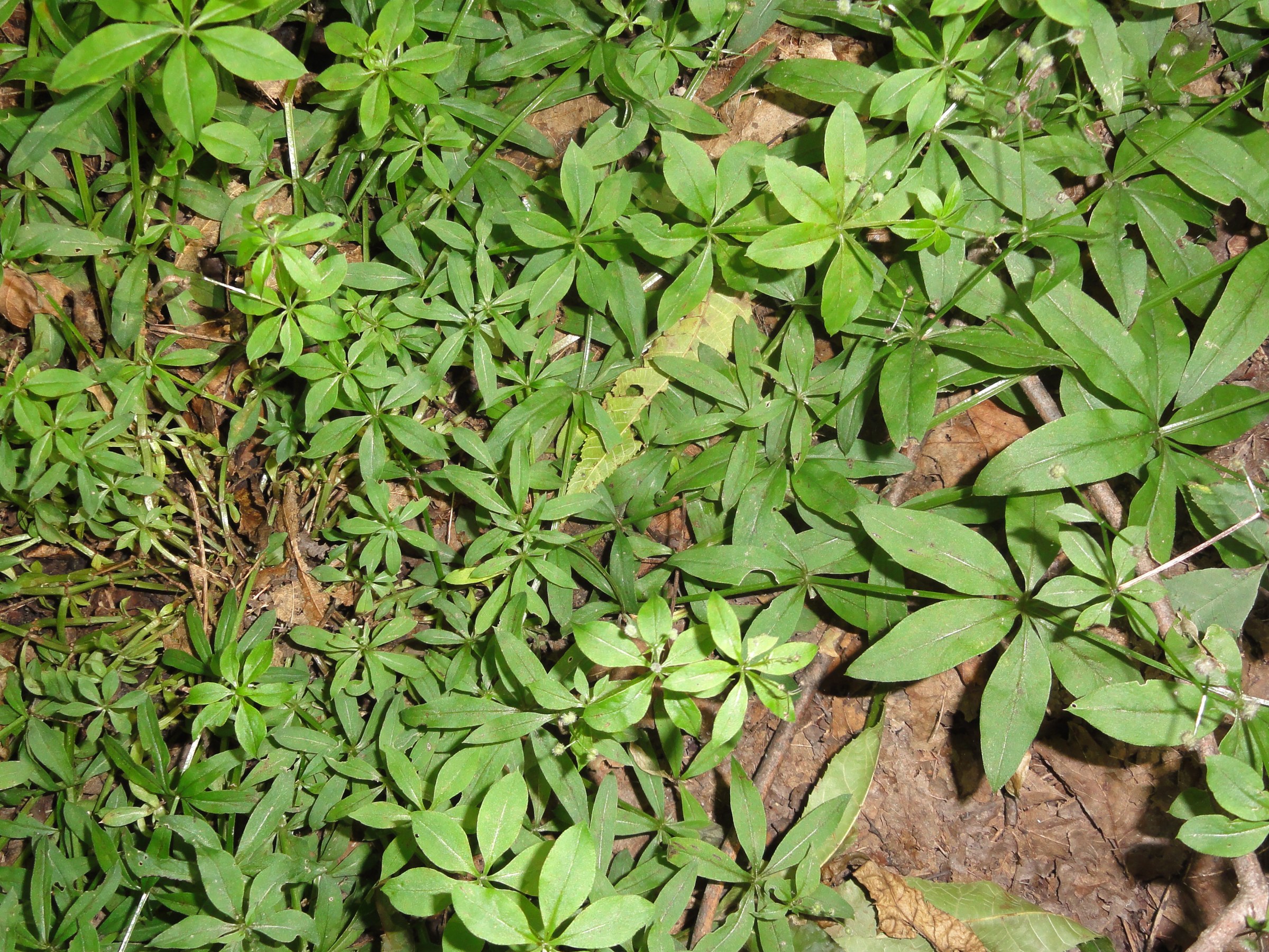Sweet-scented bedstraw (Galium triflorum) carpeting a shaded forest floor near Guppy Falls, Skaneateles Conservation Area, New York